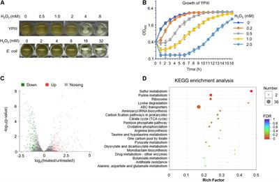 Distinct H2O2-Scavenging System in Yersinia pseudotuberculosis: KatG and AhpC Act Together to Scavenge Endogenous Hydrogen Peroxide